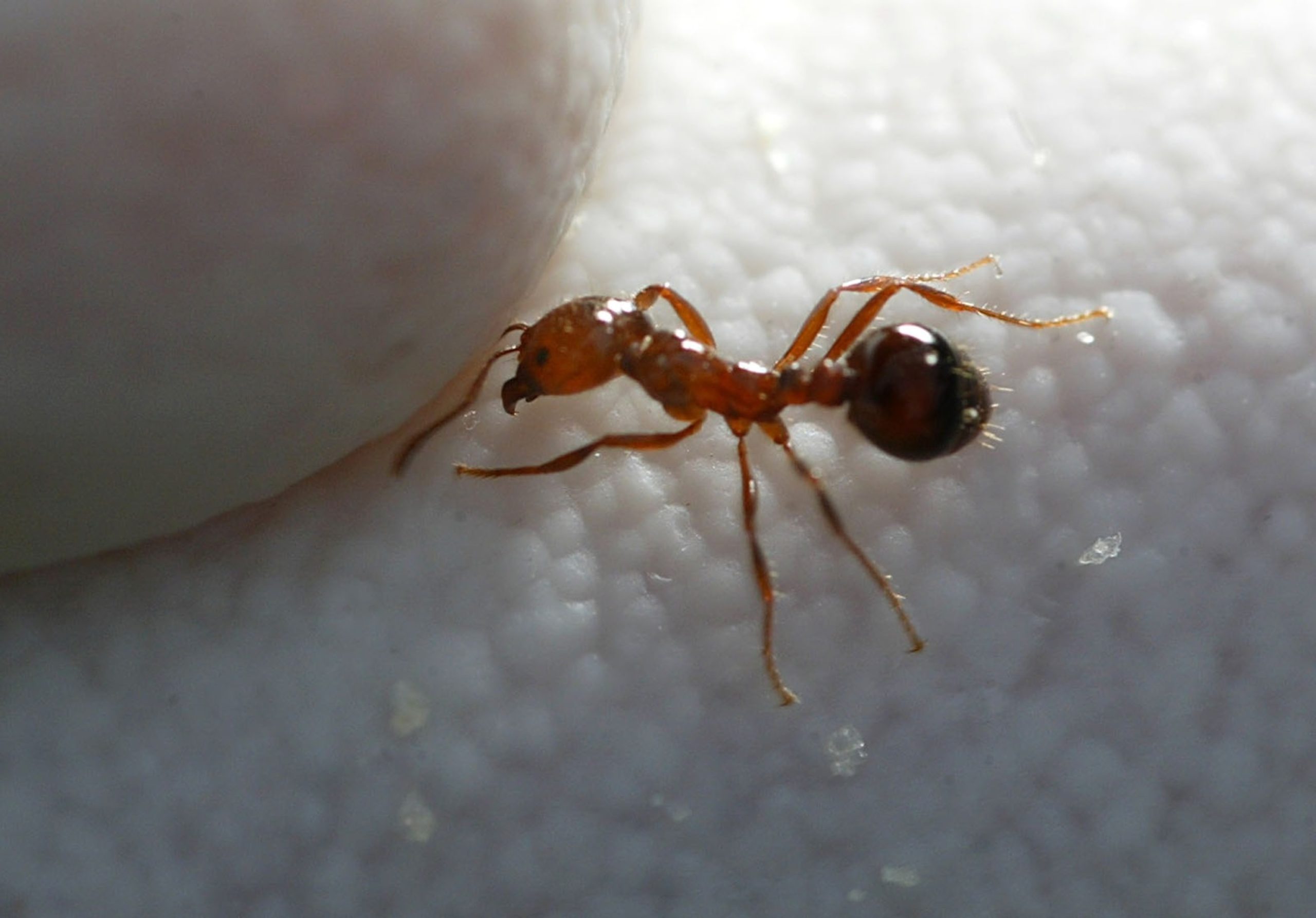 Efforts underway to control highly aggressive red imported fire ant infestation in Southern California