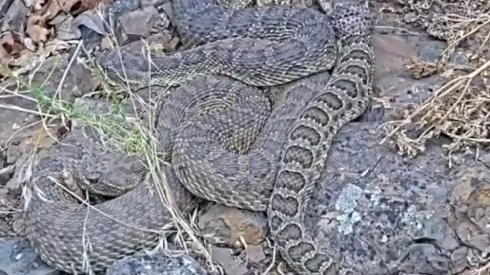 Inside the Colorado 'mega den' where hundreds of rattlesnakes reside