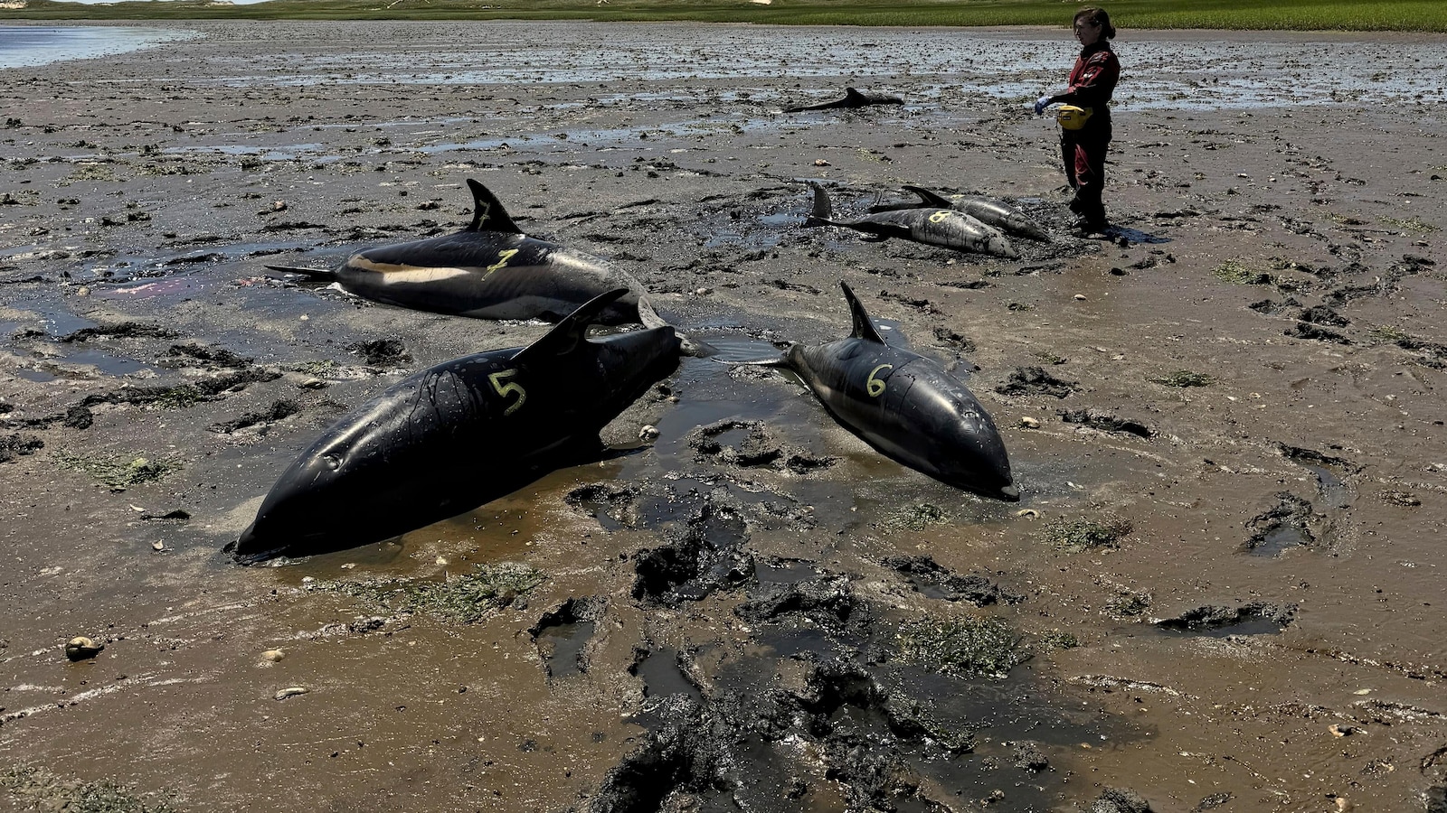 Largest Dolphin Mass Stranding in US History Discovered on Cape Cod