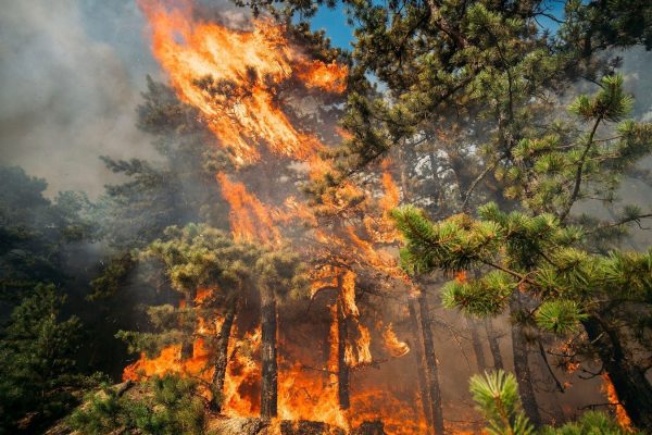 Overnight rain helps contain forest fire at New Jersey military base to at least 80%