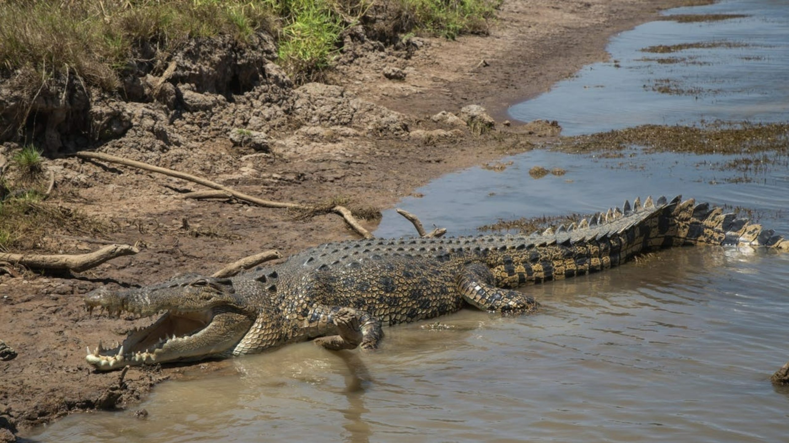 Report of 12-Year-Old Child Missing After Crocodile Attack and Abduction