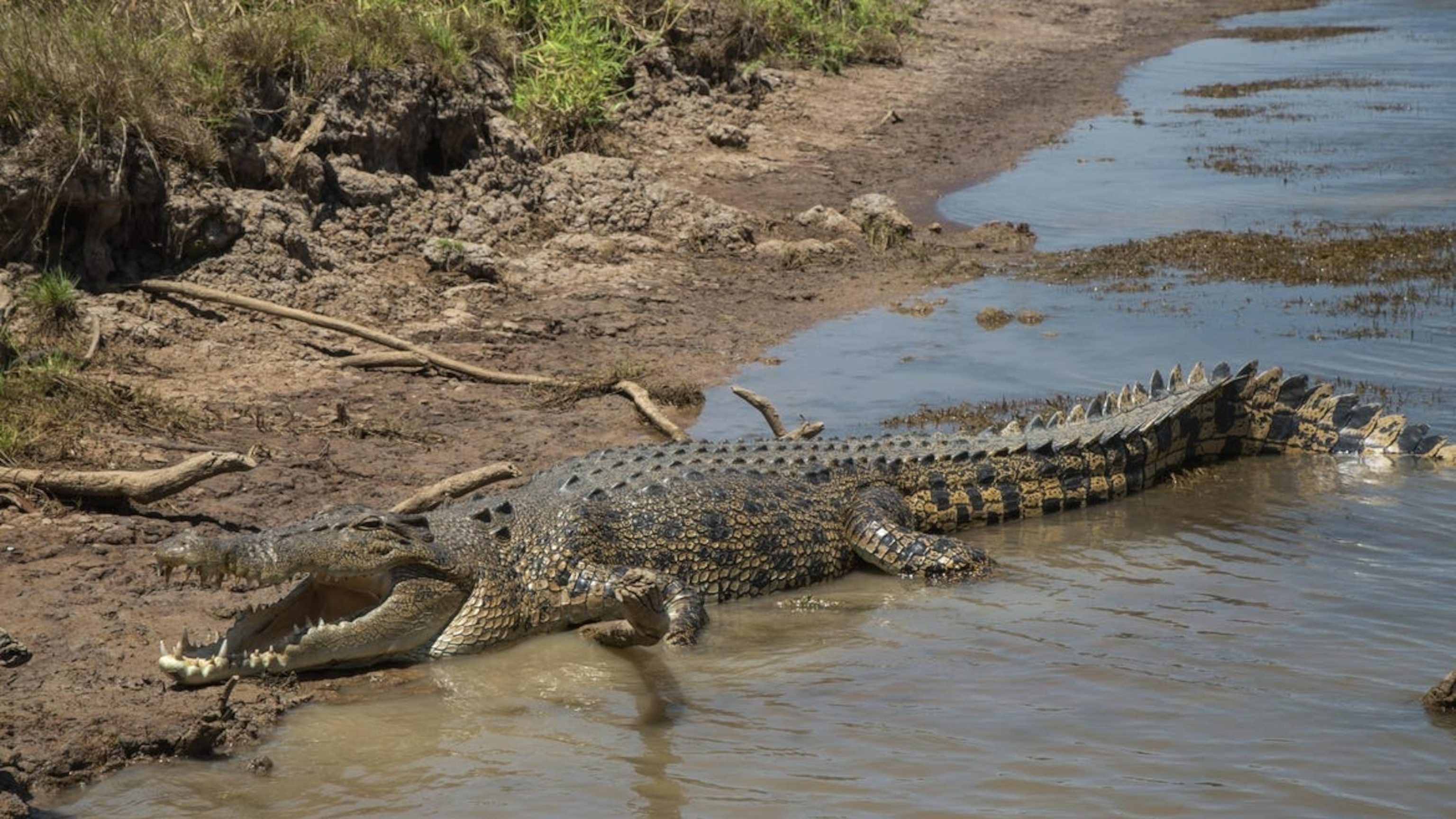 PHOTO: Crocodile resting on the bank of Billabong in Australia.