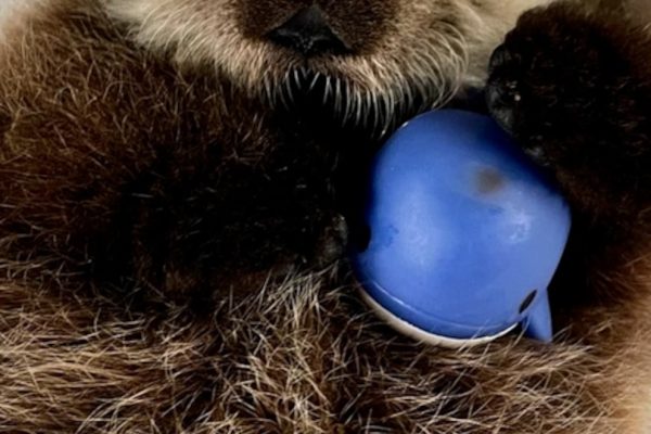 Rescuers Nurse 5-Week-Old Orphaned Baby Sea Otter Pup Back to Health