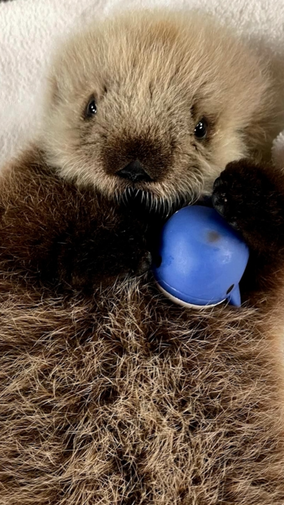 Rescuers Nurse 5-Week-Old Orphaned Baby Sea Otter Pup Back to Health