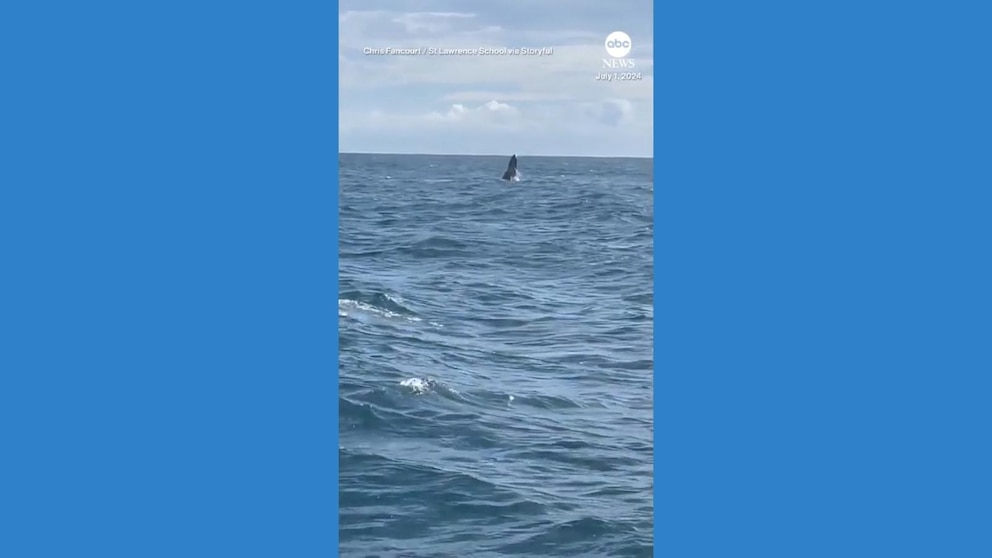 Schoolchildren excitedly witness whale breaching in English Channel