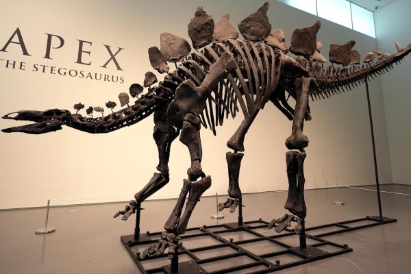 Stegosaurus Fossils Being Auctioned Display Evidence of Arthritis