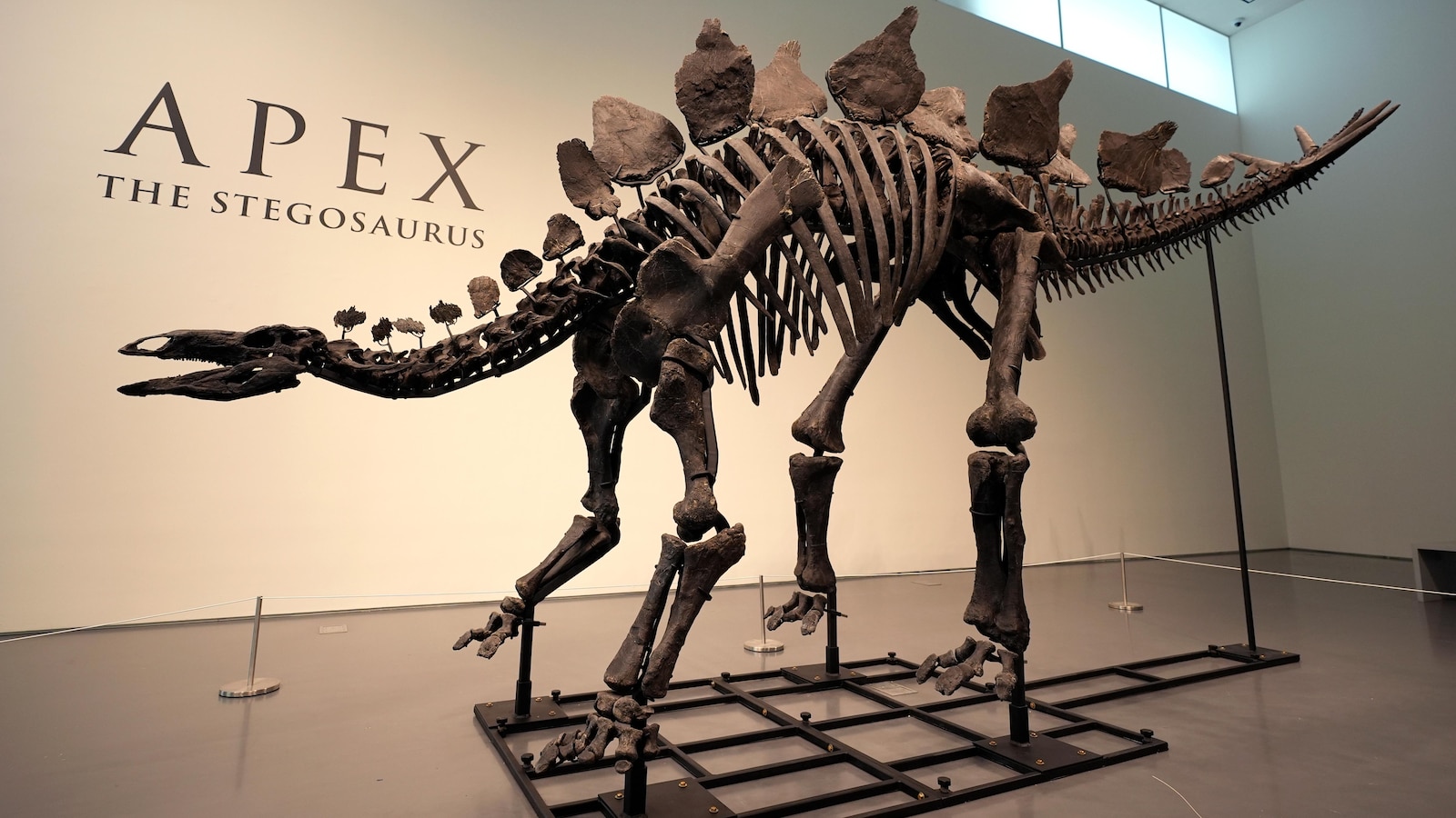 Stegosaurus Fossils Being Auctioned Display Evidence of Arthritis