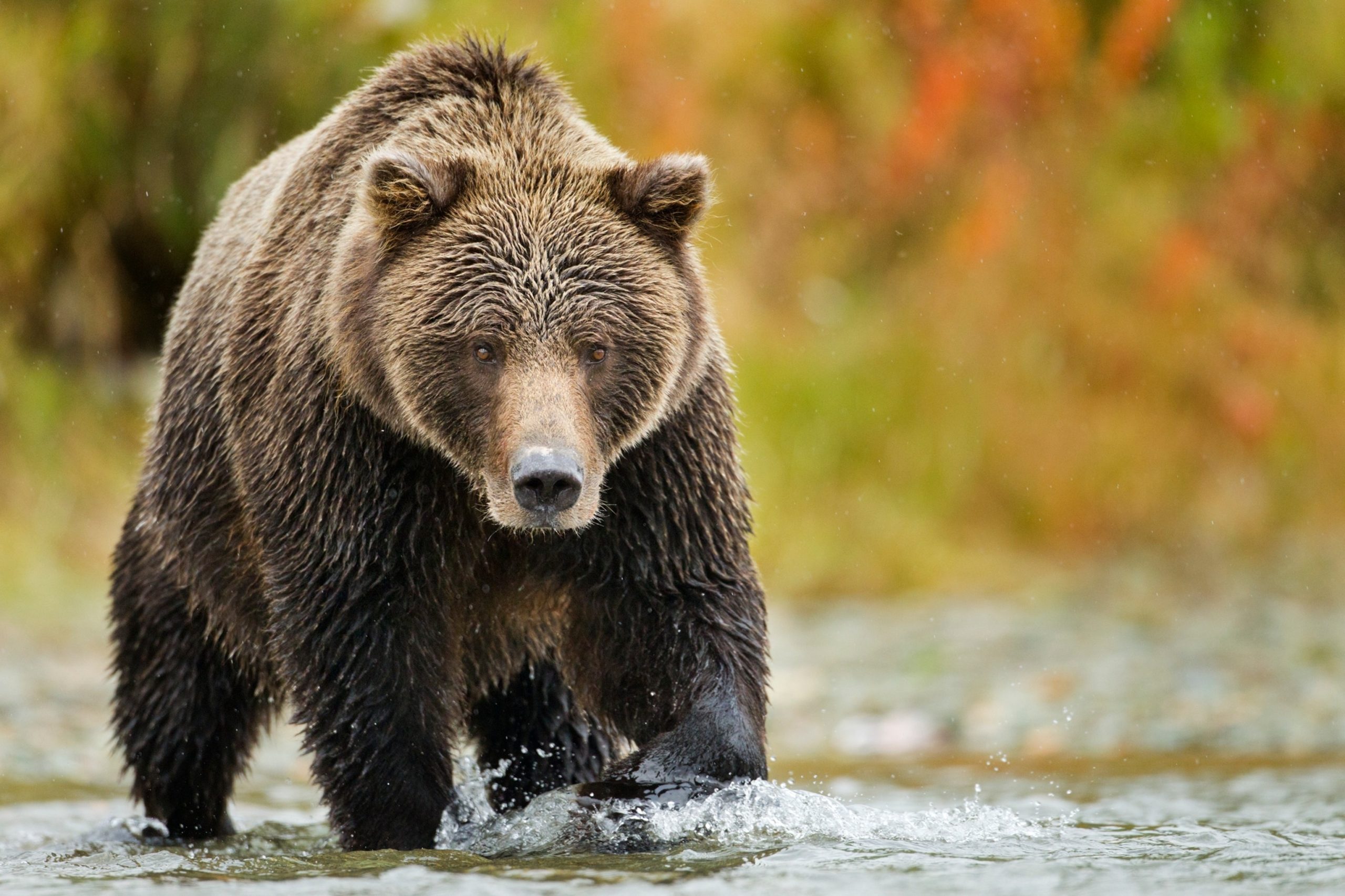 Alaska hunter injured by bear attack and accidental shooting during struggle