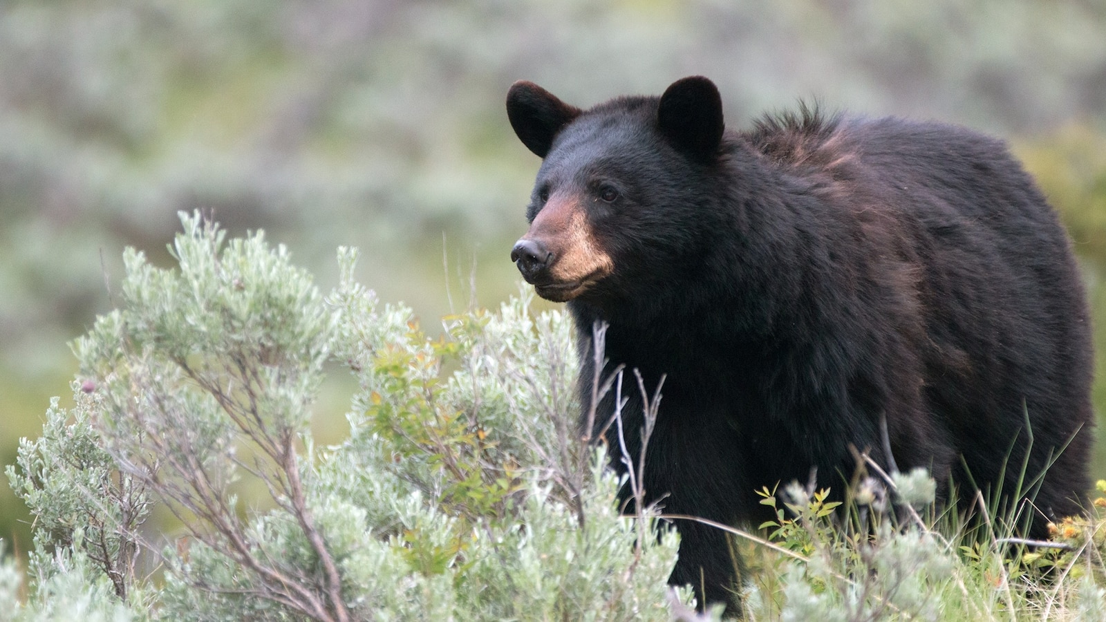 Child in tent on Montana campground attacked by black bear