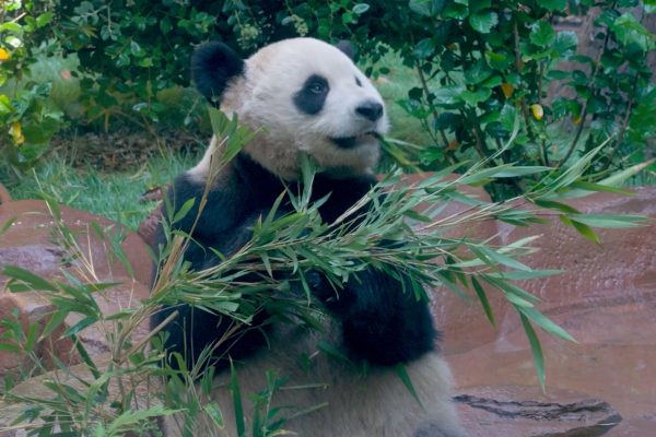 Chinese Pandas to be Officially Introduced to the Public at San Diego Zoo