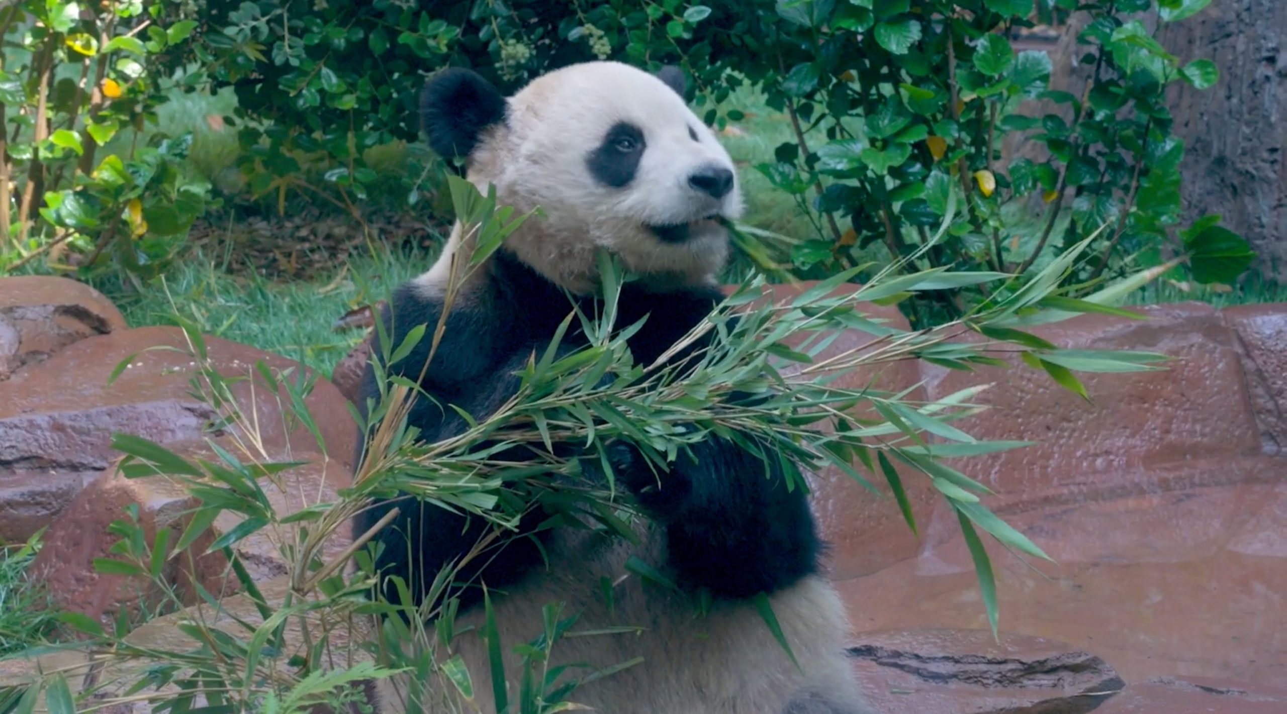 Chinese Pandas to be Officially Introduced to the Public at San Diego Zoo