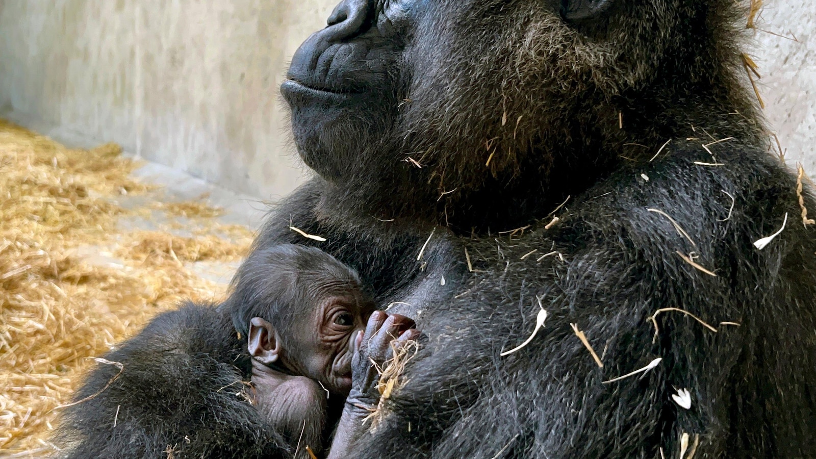 First Baby Gorilla Born at Detroit Zoo in 96-Year History