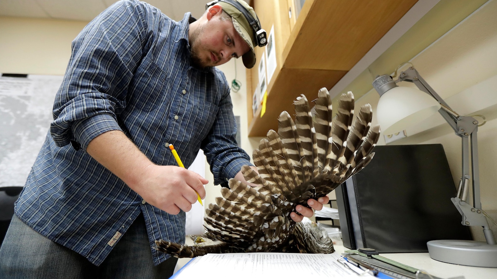 Increase in owl culling on US West Coast to protect native bird populations