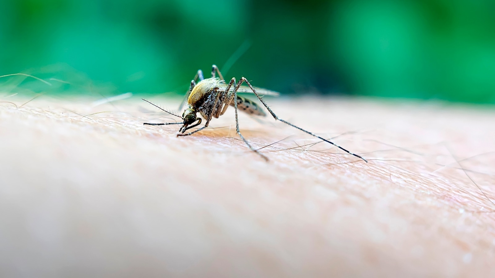 Massachusetts towns advise vigilance against rare and deadly mosquito virus infection