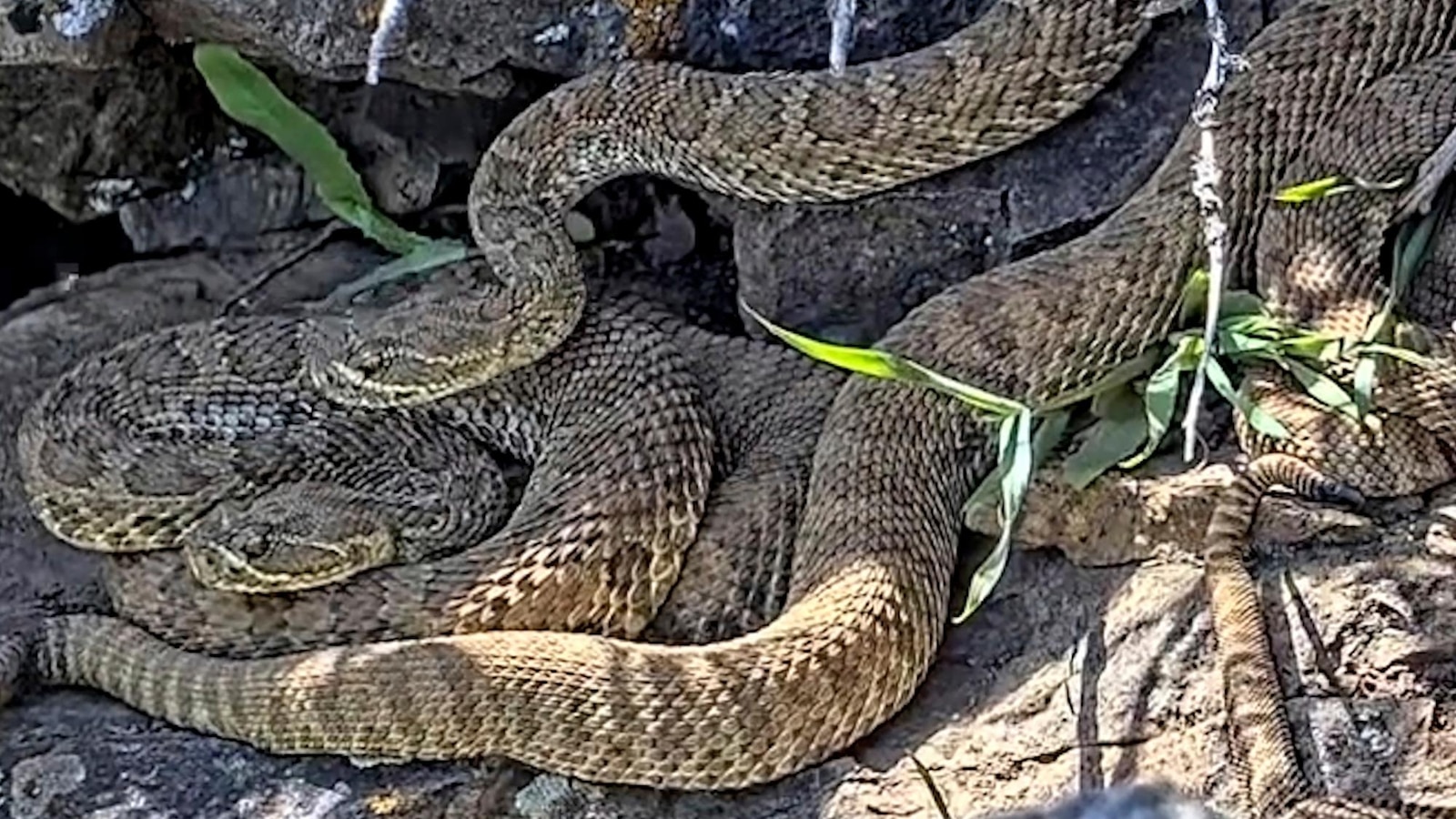 Newborn rattlesnakes are making their live debut at a Colorado 'mega den'