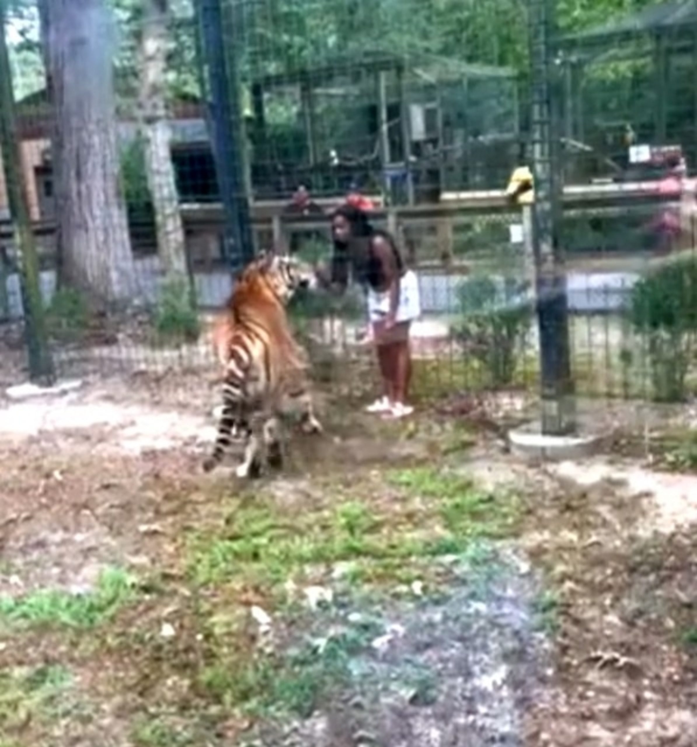 Police charge woman for allegedly enticing tiger by hopping zoo fence