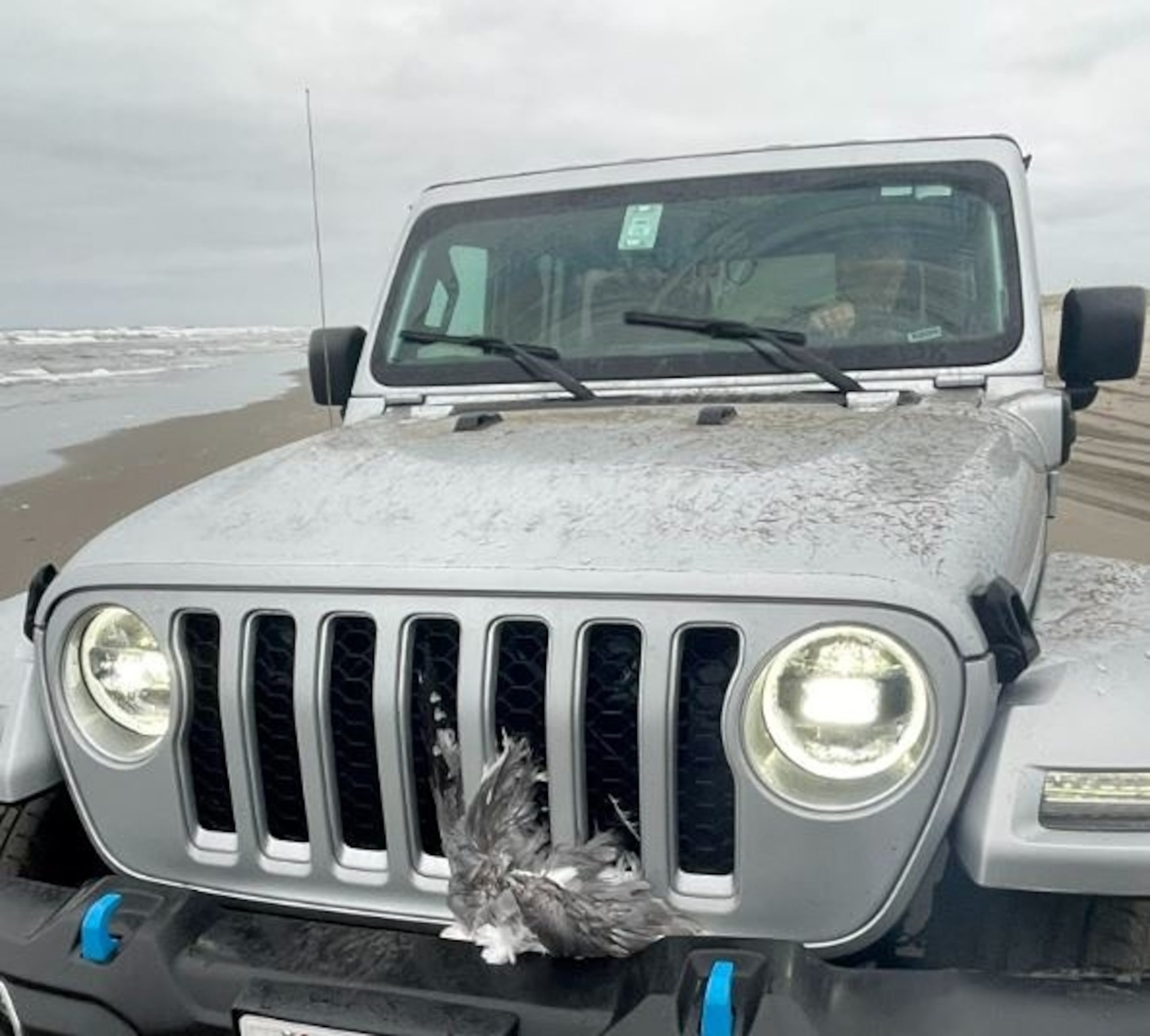 Police report man intentionally ran over and killed 25 seagulls with his jeep at the beach