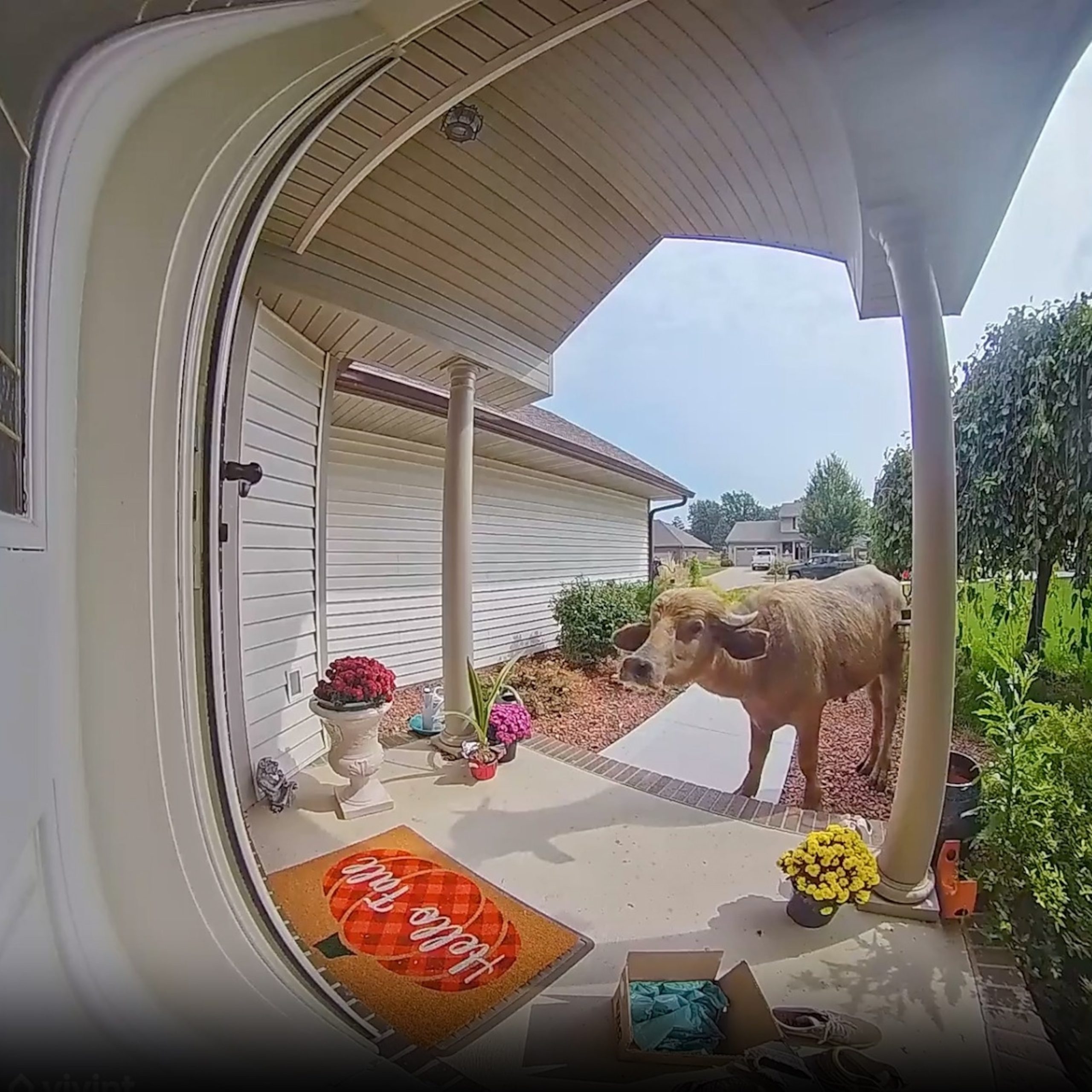 Police successfully capture aggressive water buffalo that had been roaming loose in Iowa for several days