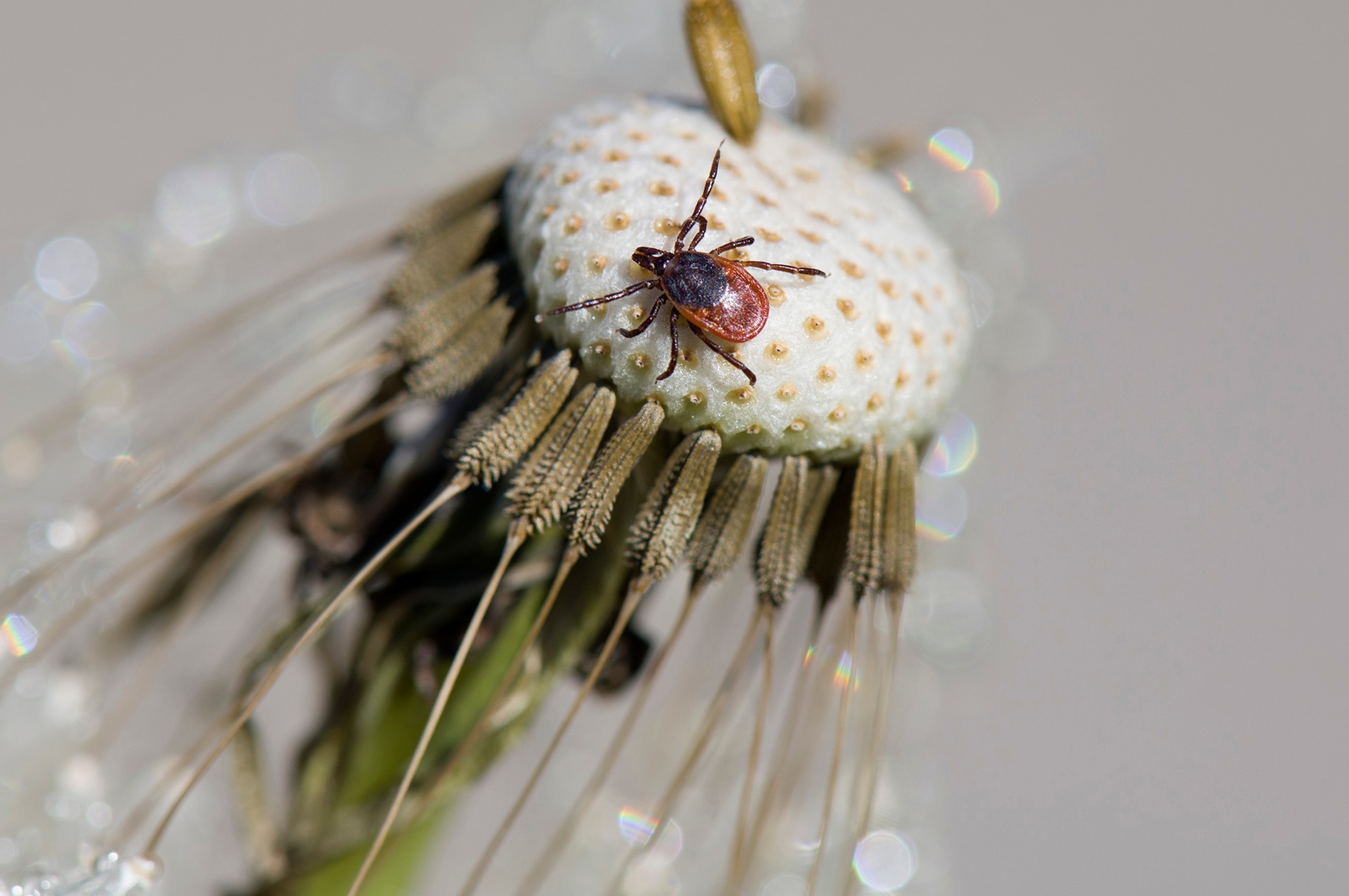 PHOTO: Tick on dandelion head