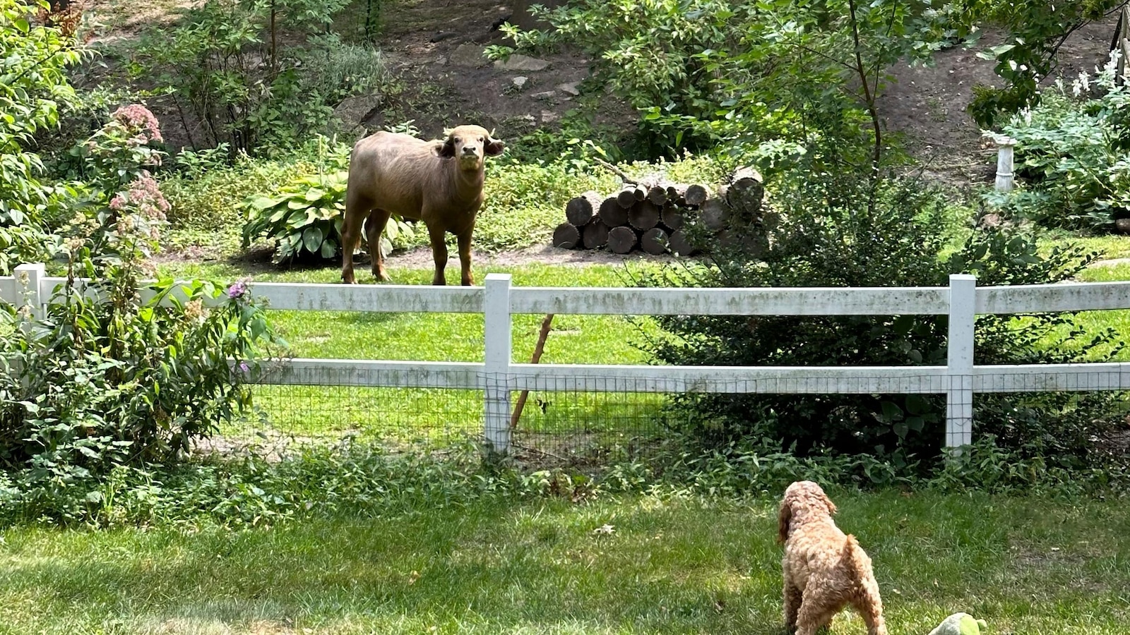 Water buffalo on the loose in Iowa after sustaining injury and displaying aggression