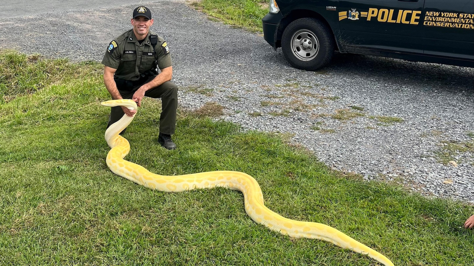 A 13-foot python confiscated from a New York residence and relocated to a zoo