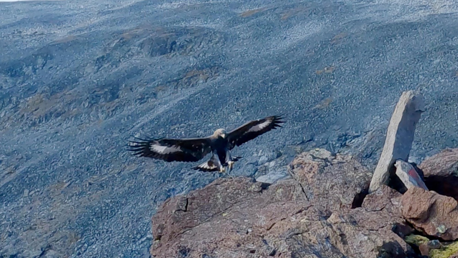 Golden Eagle Attacks Four People, Including Toddler, in Norway