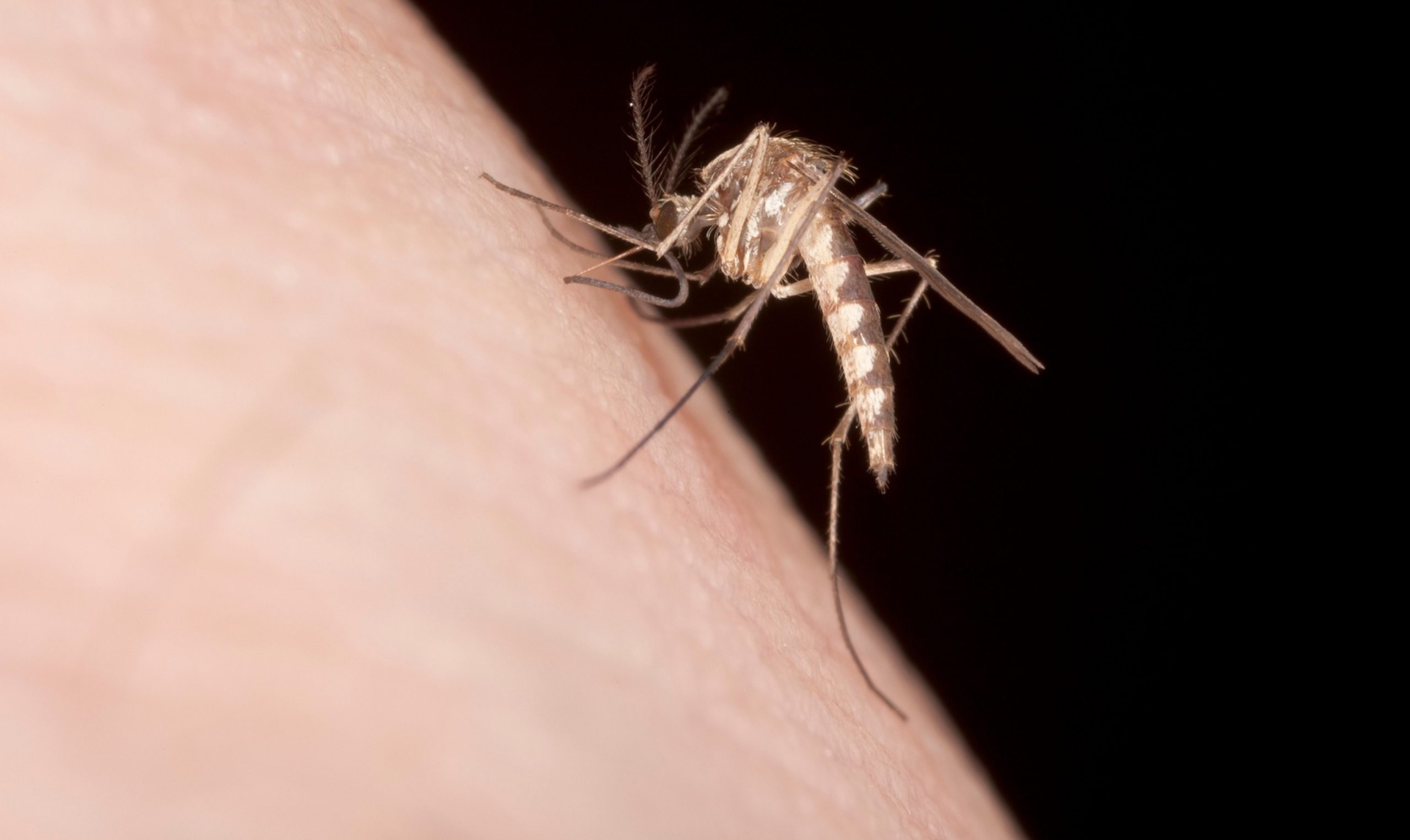 Local Dengue Cases Reported in Los Angeles County