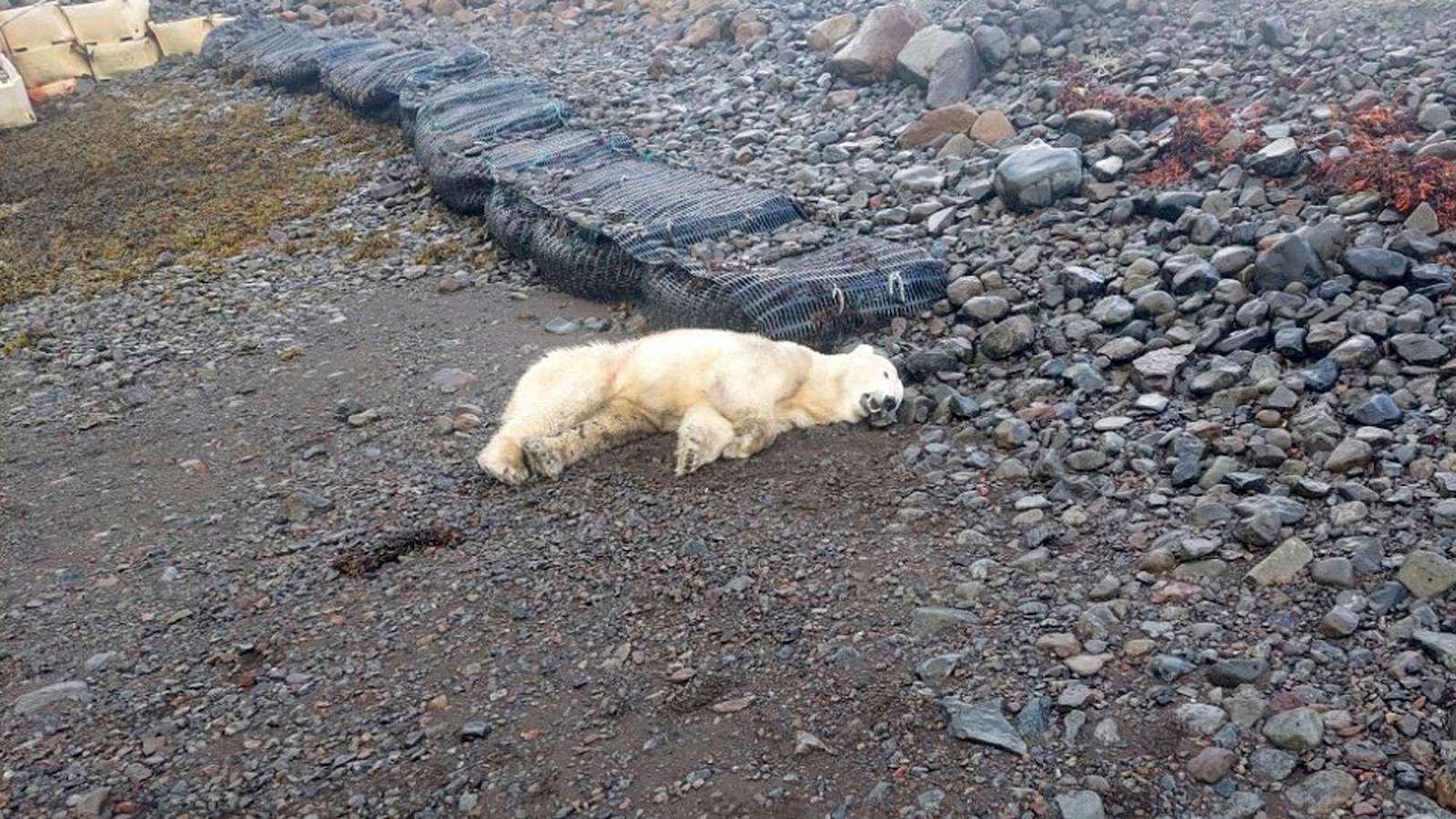 Police in Iceland shot a rare polar bear that appeared on the shores