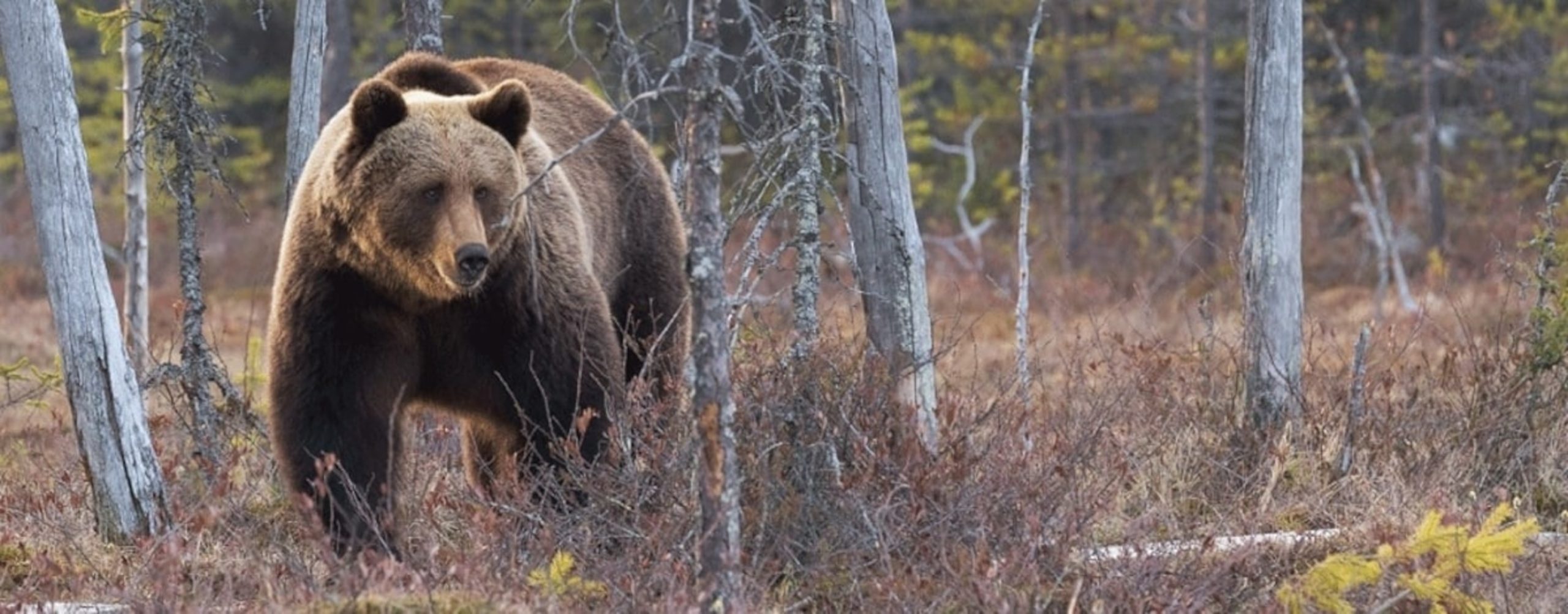 Survival Story: Archery Hunter's Encounter with Grizzly Bear