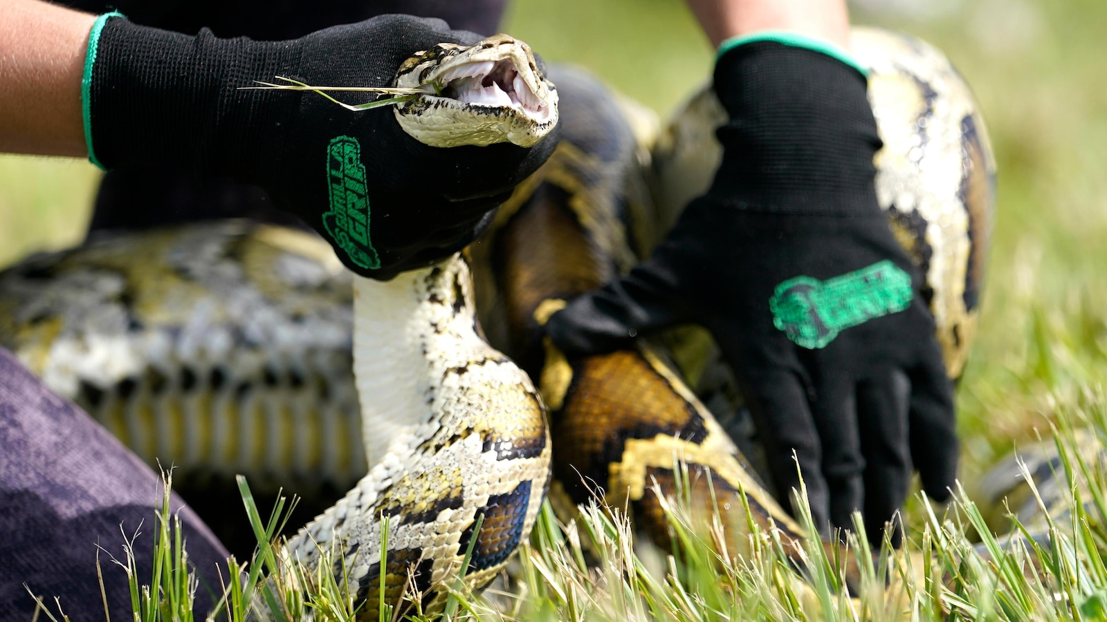 Winner of Florida challenge removes 20 Burmese pythons from the wild