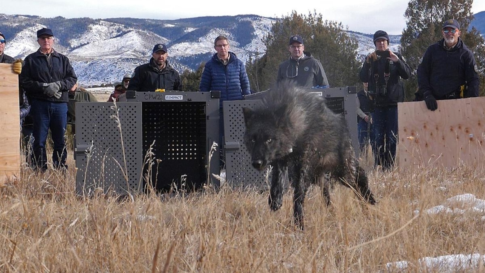 Wolf pack responsible for Colorado livestock attacks captured and scheduled for relocation