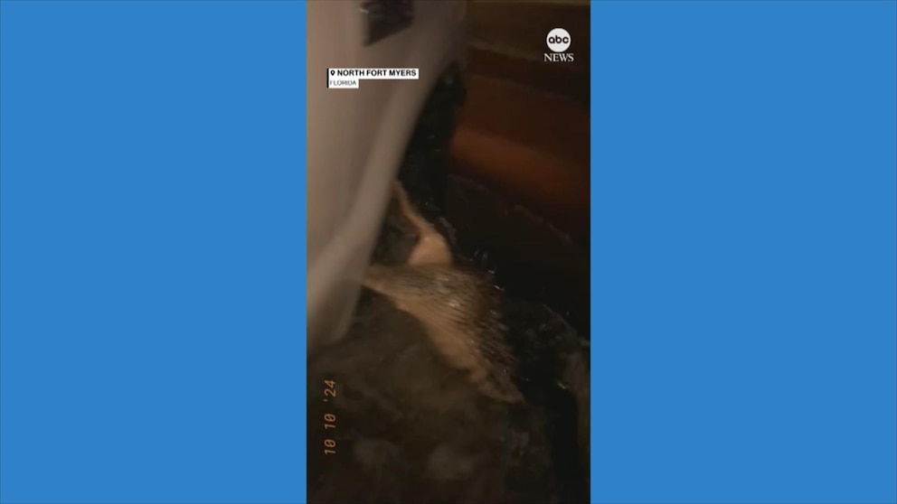 Alligator bites van's tire on flooded Florida street during Hurricane Milton captured on video