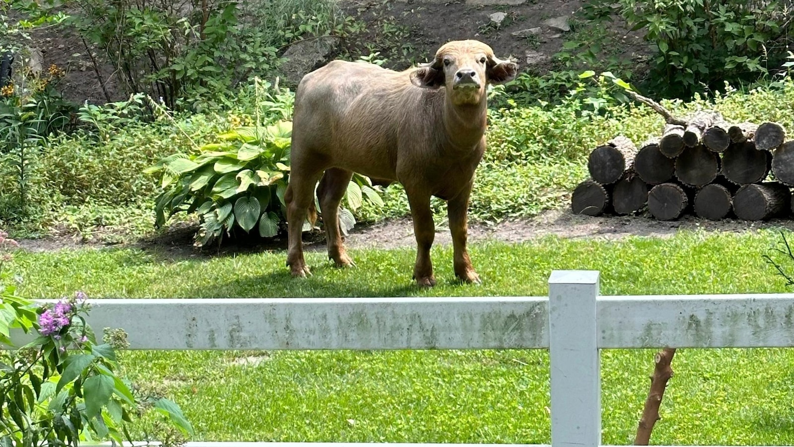 Former owner of water buffalo pleads guilty after it roamed Iowa suburb for days