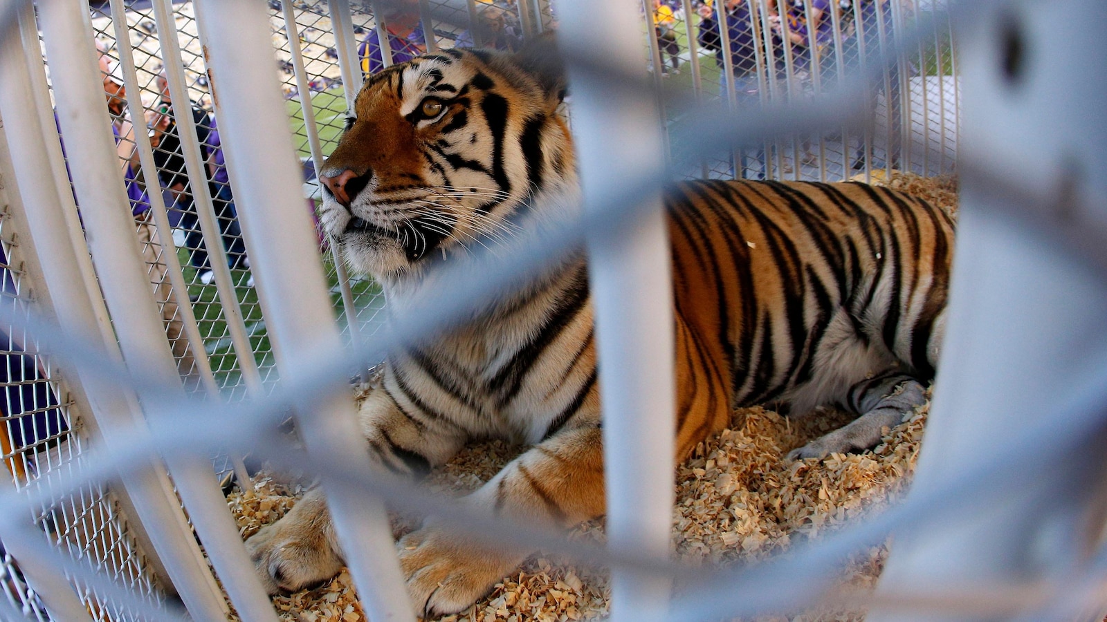 Louisiana Governor Endorses Reviving Tradition of Live Tigers at LSU Football Games