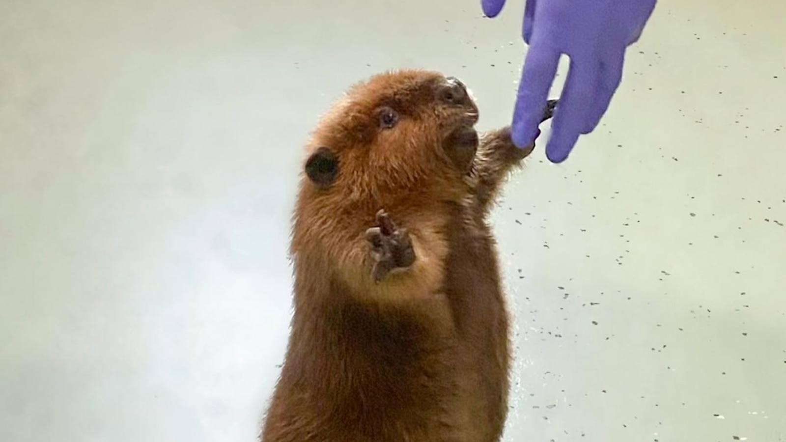 Massachusetts Governor Decides to Keep Nibi the Beaver at Rescue Center