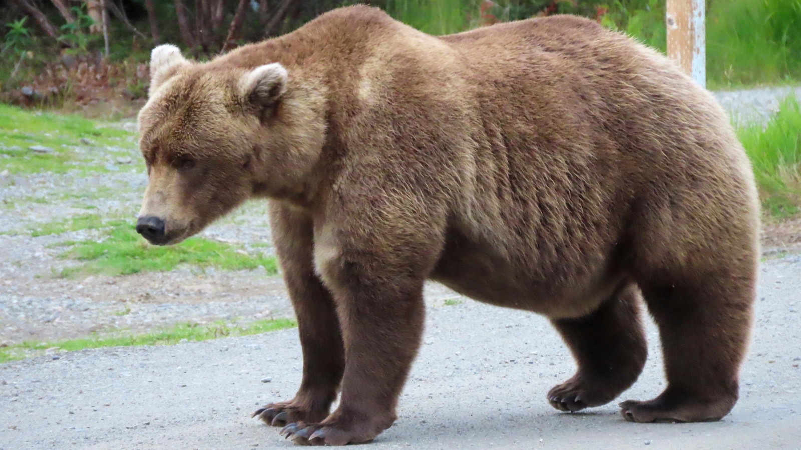 Online voting for Alaska's Fat Bear Week contest begins following the tragic death of one contestant.